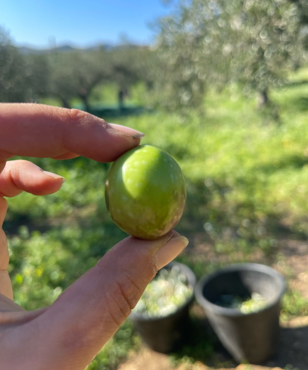 Olive Nocellara del Belice